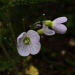 Cardamine raphanifoliaŽiedas