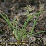 Coleanthus subtilis Staniste