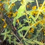 Hypericum perfoliatum Hoja