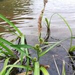 Sparganium emersum Fula