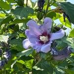 Hibiscus syriacusFlower