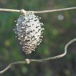 Matelea maritima Fruto