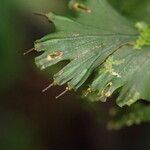 Trichomanes erosum Folha