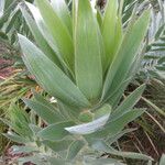 Leucadendron argenteum Habit