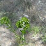 Teucrium aragonenseCvet