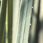 Dasylirion acrotrichum Leaf