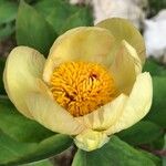 Paeonia mascula പുഷ്പം