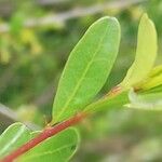 Rhamnus lycioides Frunză