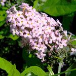 Buddleja davidii Flower