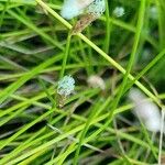 Isolepis cernua 花