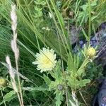 Hieracium berardianum Fula