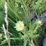 Hieracium berardianum Цвят