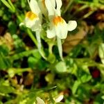 Linaria reflexa Flower