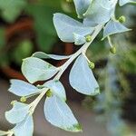Acacia cultriformis 葉