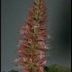 Agastache urticifolia Virág