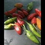 Capsicum baccatum Плід