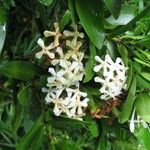 Ixora vieillardii Цветок