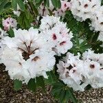 Rhododendron decorum Flor