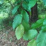 Carpinus caroliniana ഇല