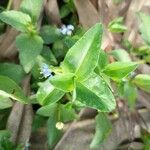 Commelina coelestis برگ