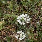 Orlaya grandiflora 形態
