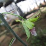 Eulophia euglossa Flower