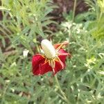 Ratibida columnifera Fleur