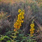 Crotalaria goodiiformis Kvet