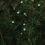 Polypremum procumbens Celota