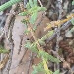 Helianthemum ledifolium List