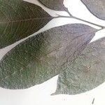 Matayba guianensis Leaf