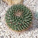 Mammillaria magnimamma 葉