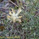 Astragalus vesicarius Other