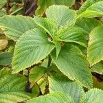 Laportea canadensis Folla