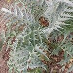 Cynara cardunculus Levél