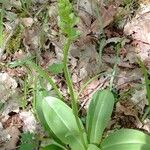 Platanthera aquilonis Alkat (teljes növény)