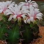 Gymnocalycium anisitsii Агульны выгляд