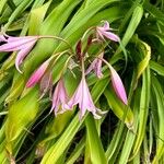 Crinum × powellii Flower