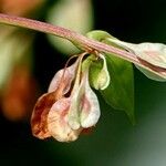 Fallopia dumetorum Otro