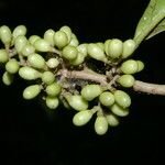 Cestrum schlechtendalii 果實