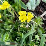 Draba aizoides Kukka