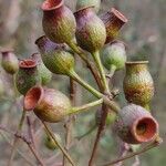 Corymbia gummifera ഫലം