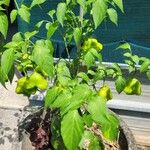 Capsicum chinense Hoja