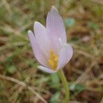 Colchicum alpinum Blomst