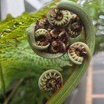 Dicksonia antarctica 葉