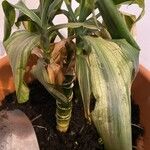 Dracaena fragrans Folha