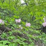 Rhododendron schlippenbachii Λουλούδι