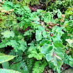 Adiantum tenerum عادت داشتن