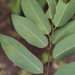 Xylopia katangensis Hoja