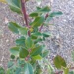 Ilex meserveae Blatt